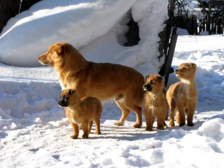 Mom and Pups - family, winter, cute, snow, sunshine