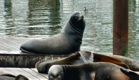 Male Sea Lion - wide screen, wildlife, california, landscape, photography, san francisco, nature, scenery, usa, sea lion, photo