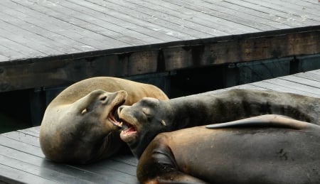 Female Sea Lions 1 - wide screen, wildlife, california, landscape, sea lions, photography, san francisco, nature, scenery, usa, photo