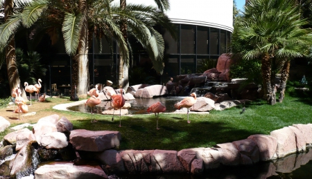 Flamingos at the Flamingo 1 - bird, scenery, avian, USA, photography, Flamingo, photo, cityscape, wide screen, casino, Nevada, Las Vegas