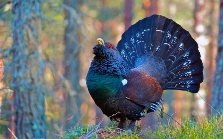 capercaillie - Bird, Tree, Black, Blue