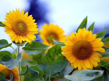 Sunflowers - field, sky, summer, sunflowers