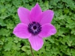 ANEMONE