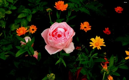 Lovely Pink Rose - nature, roses, pink, pink rose, flowers