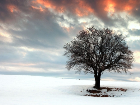 Sunset over Lone Tree in Winter - nature, trees, snow, winter, sunsets, landscapes