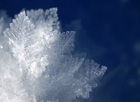 frost tracery - ice, frostwork, cold, frost, winter