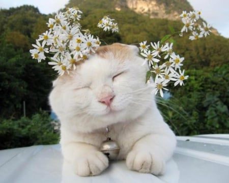 Cute Cat - flowers, cute, animal, cat