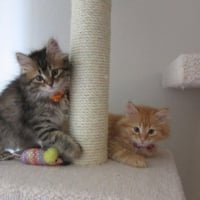 Cute Siberian Kittens