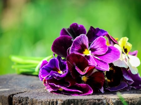 bouquet of lovely pansies - flowers, lovely, bouquet, still life, pansies