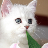 Cute white kitten