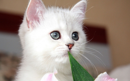 Cute white kitten - white, animals, cats, cute, kitten