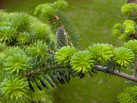 âœ¿Pine coneâœ¿ - cone, trees, pine, total, wallpapers, hd, nature, forest, green