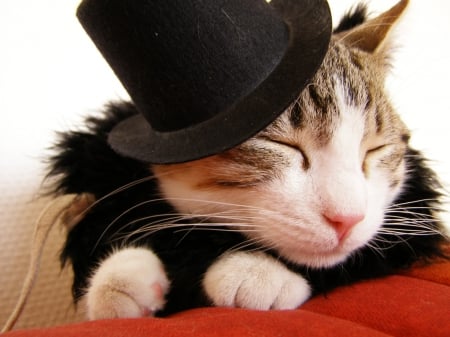 Elegance - hat, fashion, cat, black, elegance, white, animal, funny, red