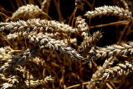 Wholesome  - field, farm, wheat, corn