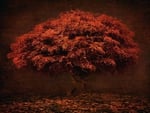 RED TREE