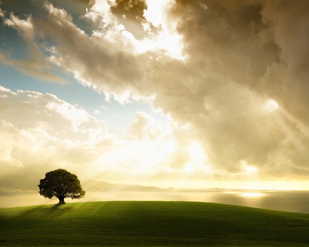 alone tree - alone, simple, what a pic