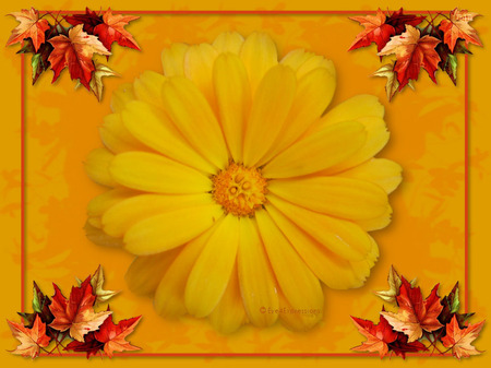 Framed Marigold - marigold flower, golden yellow, autumn leaves corner