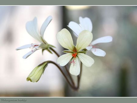 Pelargonium Flower - grey frame, flowers