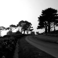 Trees at the sea side