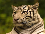 White tiger