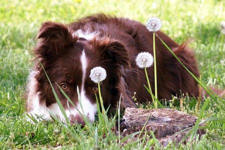 Doggy on the lawn - dandelions, grass, dog