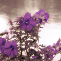 Purple flowers