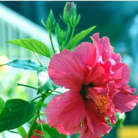 Hibiscus Flower