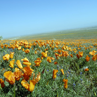 Golden Flowers