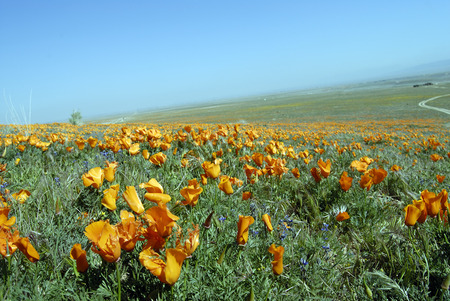 Golden Flowers - field, blue sky, golden flowers