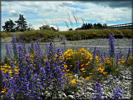 Wildflowers - nature, flowers