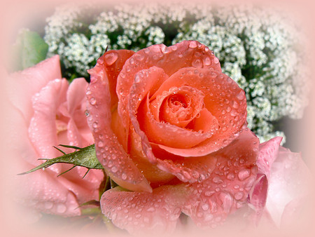 Rose and drops - flowers, roses