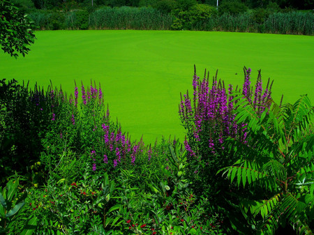 Purple and green - flowers, grass