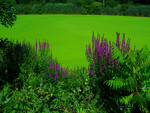 Purple and green