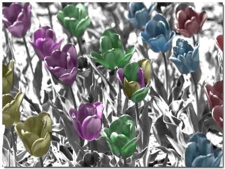 Colors flowers - flowers, 3d