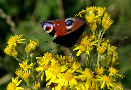 Another Busy Day - butterfly, flowers, yellow, plants