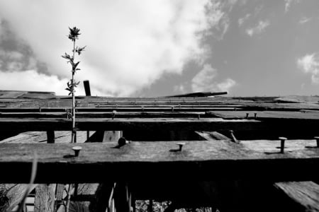 Leak in the Roof - battons, nails, roof, flower