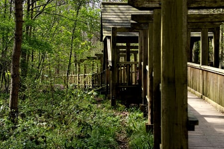 A Bridge too Far - trees, wood, bridge