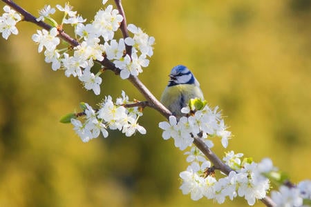 Blue Tit - nature, roses, blossoms, animals, birds