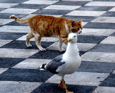 Is it Me - cat, seagull, animals, birds