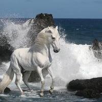 Enjoying sea waves