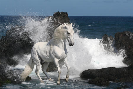 Enjoying sea waves - waves, horses, animals, seas