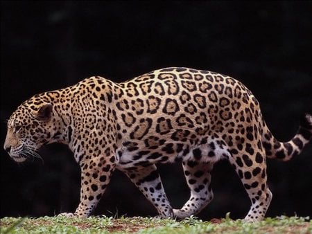 jaguar walk - large cat, majestic, powerful