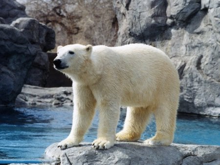 my teddy bear - polar bear, at the zoo