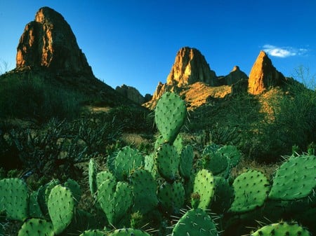 Desert   Cacti   Monoliths - landscap, nature, mountain