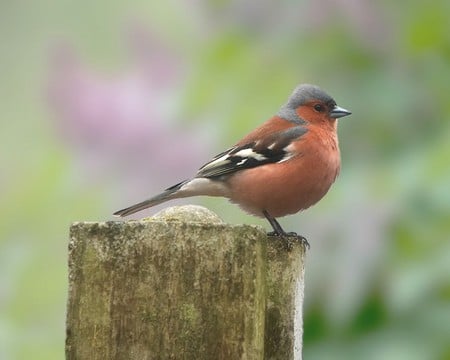 Bird   Red  Blue  - animals, bird