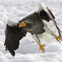   Sea Eagle