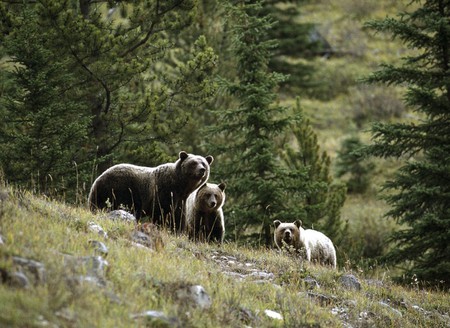 Bears - bear, animals