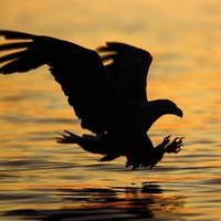 Bird of Prey Striking Sunset