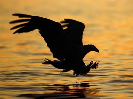 Bird of Prey Striking Sunset - animals, bird