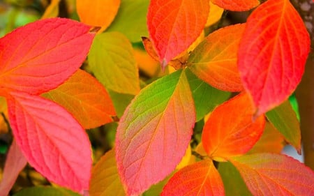 Autumn Leaves  - flowers, nature